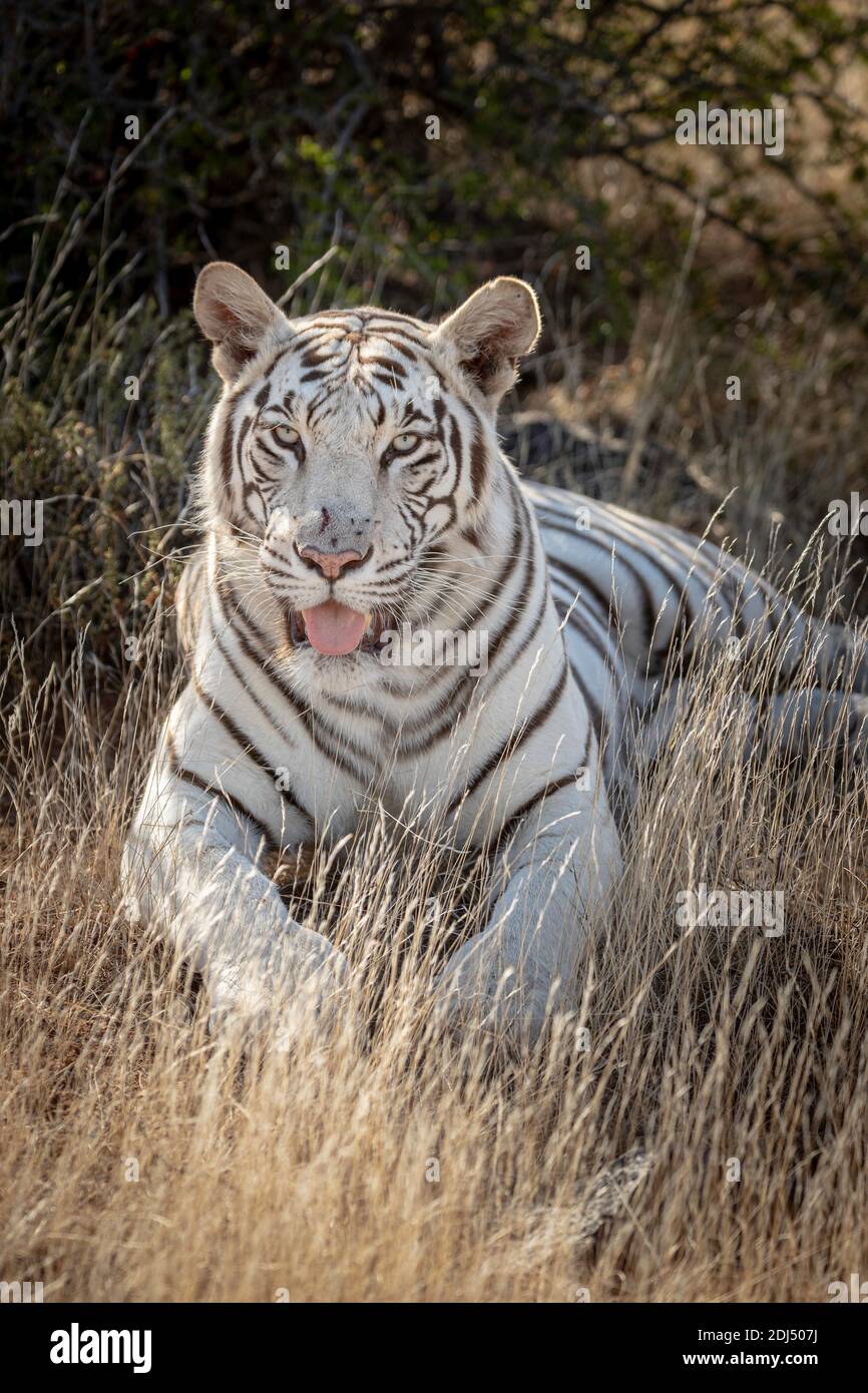 Portrait de tigre du bengale blanc sauvage, langue sortie, couché dans l'herbe face à l'appareil photo, photographié en Afrique du Sud dans une réserve de gibier spécialisée Banque D'Images