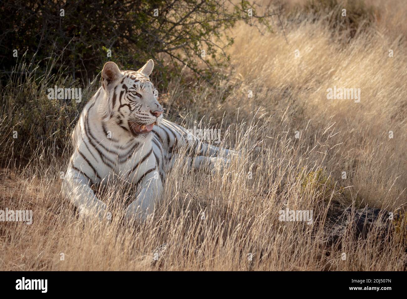 Le tigre du Bengale blanc se trouve dans l'herbe : photographié dans une réserve de tigres du Karoo, en Afrique du Sud Banque D'Images