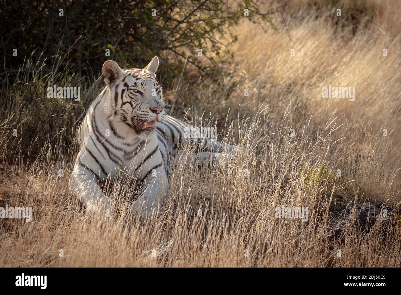 Le tigre du Bengale blanc se trouve dans l'herbe : photographié dans une réserve de tigres du Karoo, en Afrique du Sud Banque D'Images