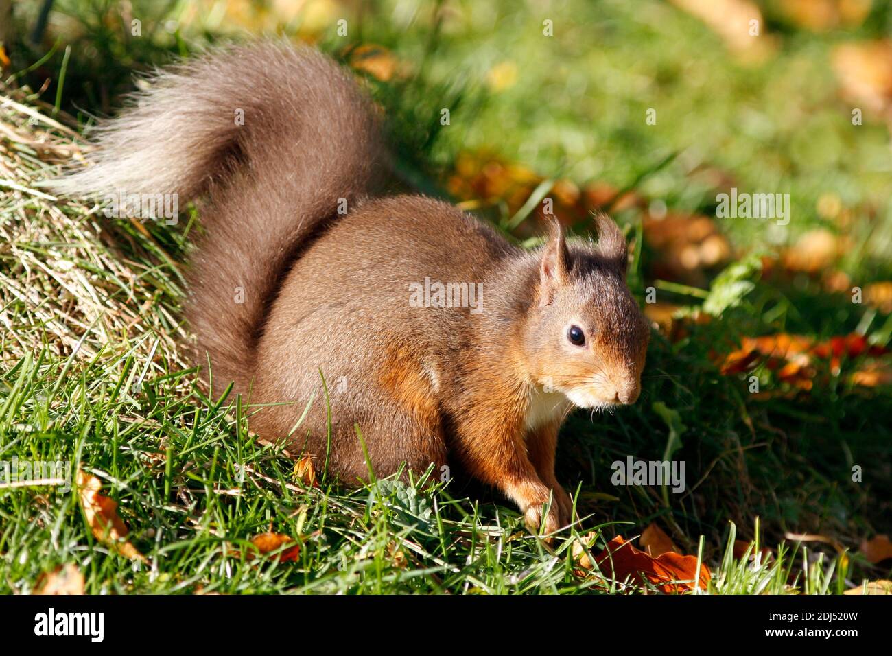 Écureuil roux Sciurus vulgaris, fourrafeu sur terre, Aberdeenshire, Écosse Banque D'Images