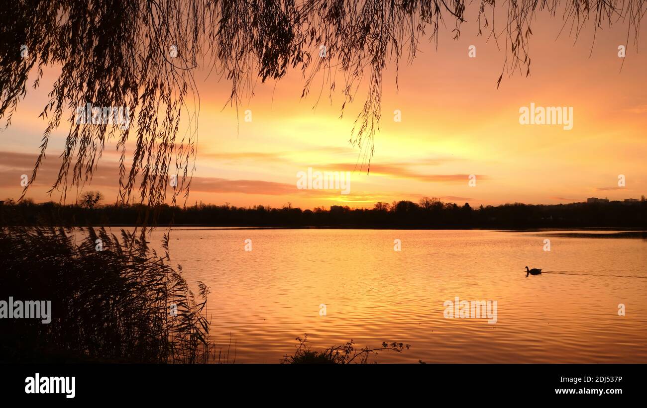 Saule pleureur au coucher du soleil au lac Banque de photographies et  d'images à haute résolution - Alamy