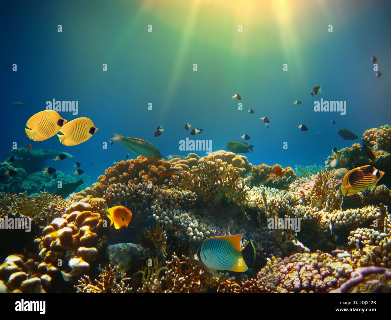 Monde sous-marin. Les poissons de mer rouge. L'Égypte Banque D'Images