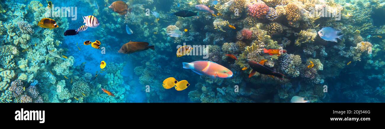 Poissons tropicaux sous-marins colorés au récif corallien de la mer Rouge - butterflyfish bleu, Pale damsel, ségéant, desjardin voilier tangfish ou Zebrasoma desjardinii Banque D'Images