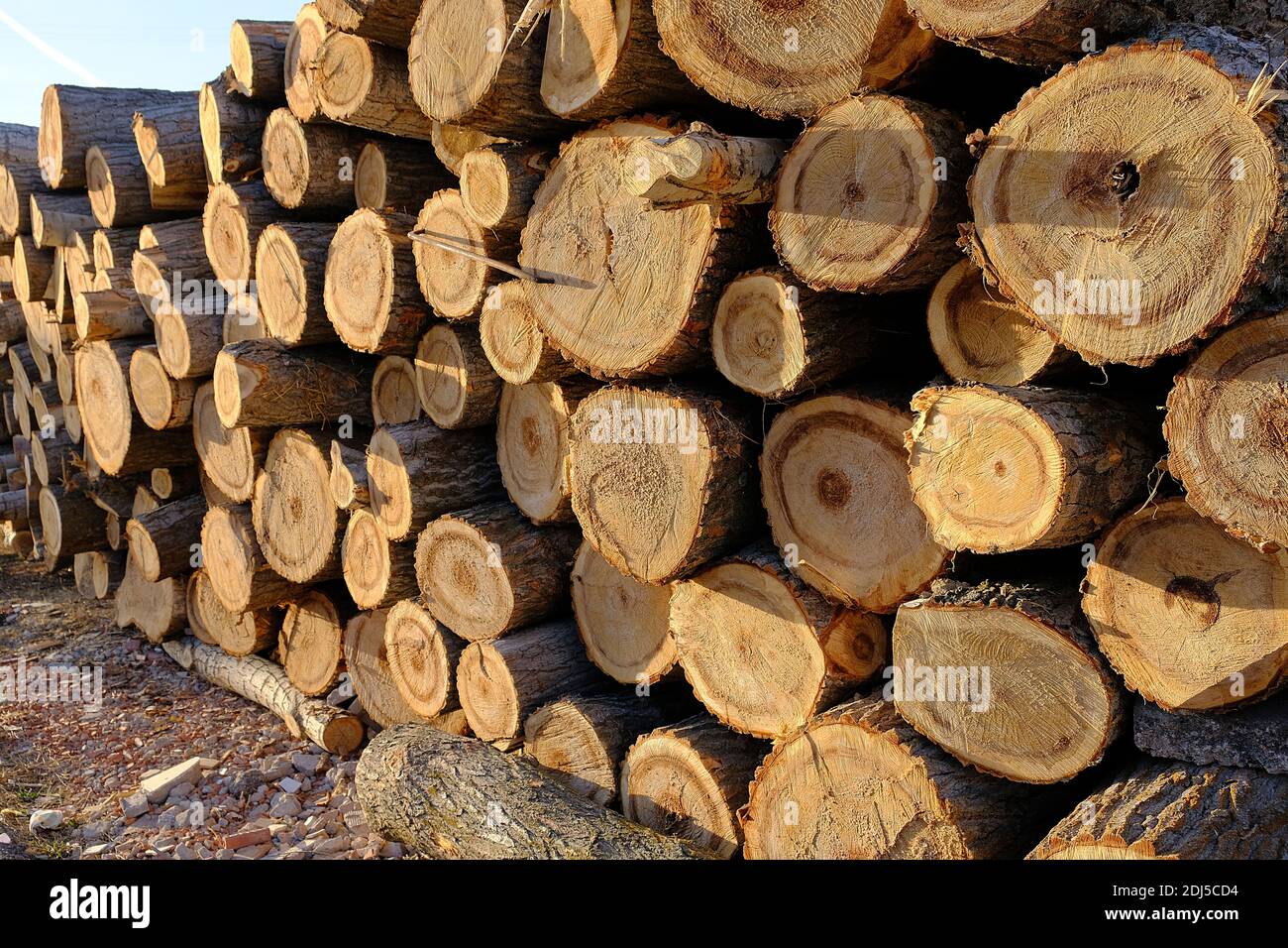 Peupliers coupés pour le bois, peupliers pour de grandes quantités de bois, Commerce du bois