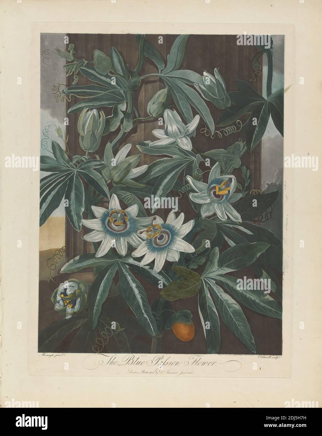The Blue passion Flower, 1800, de Robert John Thornton, « The Temple of Flora », Londres, 1799-1812, imprimé par James Caldwall, 1739–1819, British, d'après Philip Reinagle, 1749–1833, British, 1800, Aquatint, gravure à la ligne et à la main avec coloration à la main sur support, modatley texturé, papier à la crème, feuille : 23 1/2 x 18 7/8 pouces (59.7 x 47.9 cm), sujet botanique, botanique, fleurs (plantes), passiflora, plante, science Banque D'Images