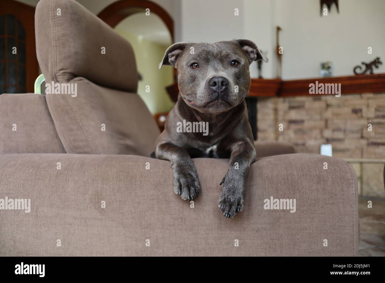 English Staffordshire Bull Terrier se trouve sur un canapé marron dans le salon. Un joli taureau sur le canapé à la maison. Banque D'Images