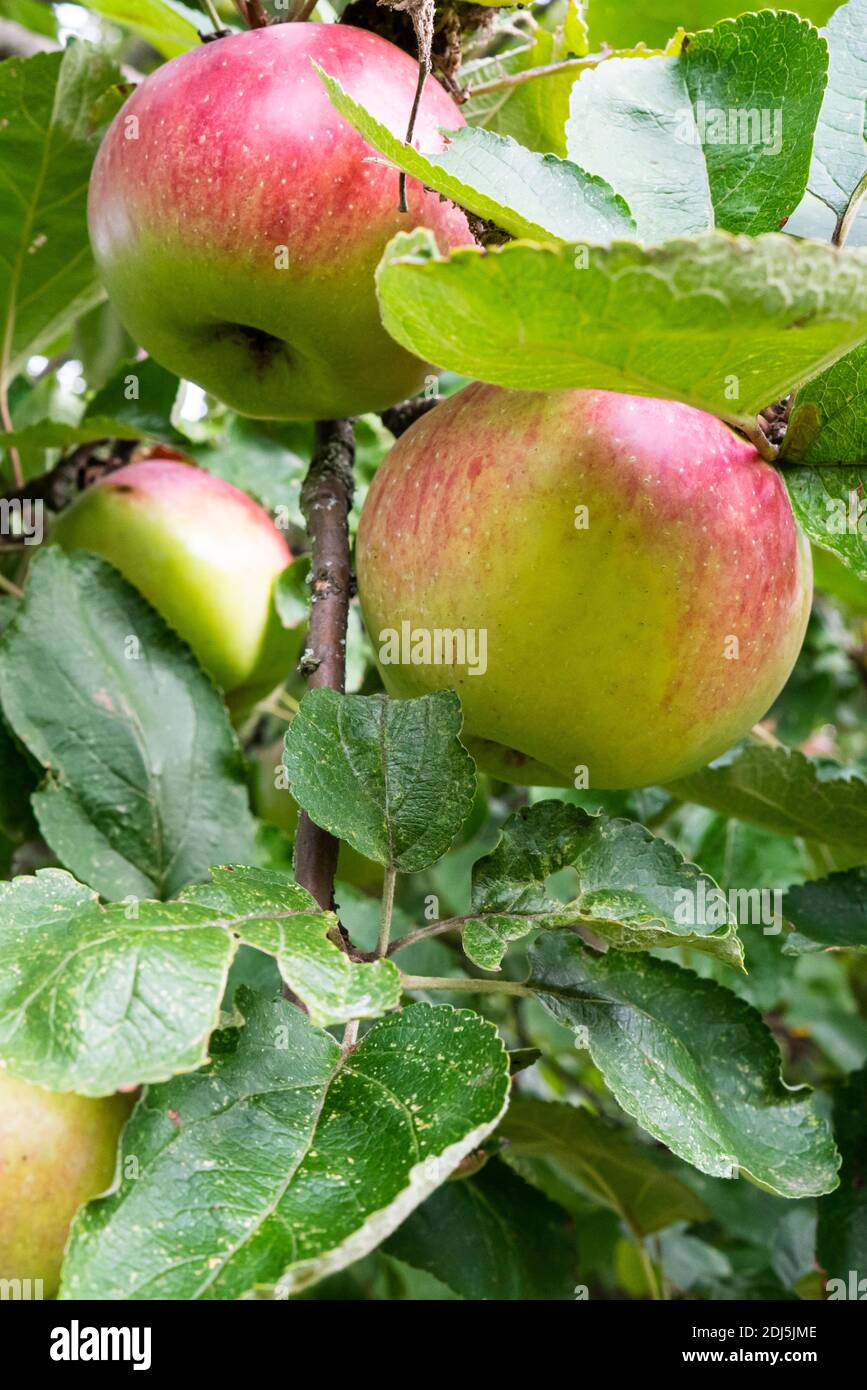 Pommes avant la récolte, accrochées à son arbre. Gros plan Banque D'Images