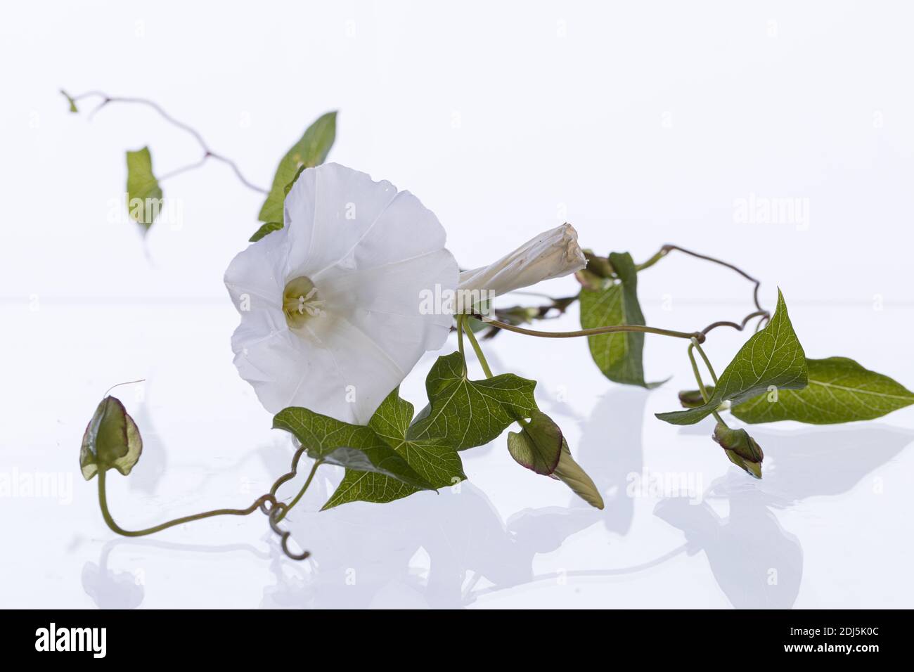 Convolvulus arvensis (bindaded de terrain) avec fleur et feuilles ouvertes et fermées sur fond blanc avec ombre Banque D'Images