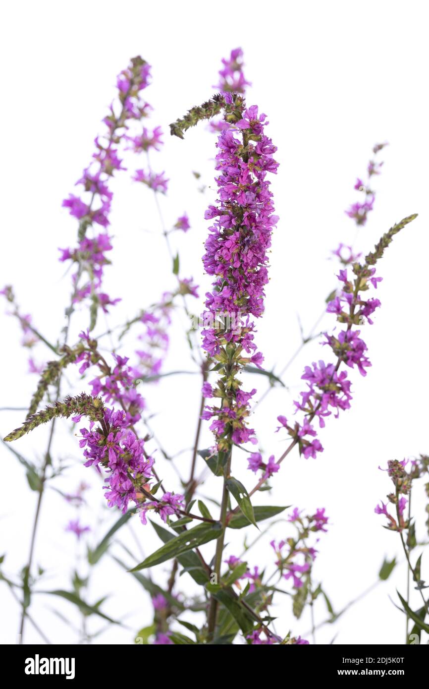 Plante médicinale de mon jardin: Lythrum salicaria (salicaire pourpre) ballonnement isolé sur fond blanc Banque D'Images