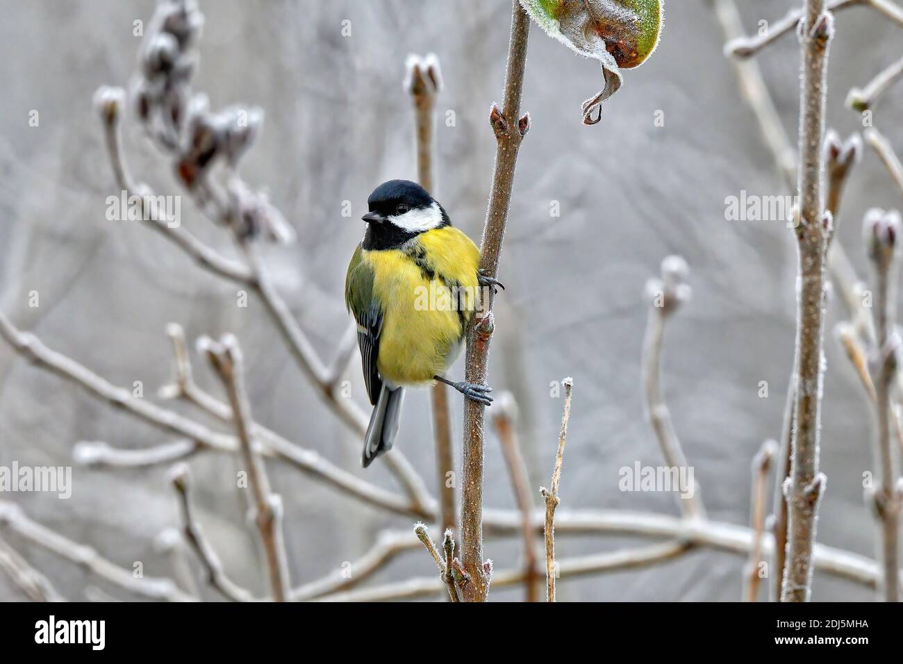 Super dîme le jour où l'hiver est venu à visiter. Banque D'Images