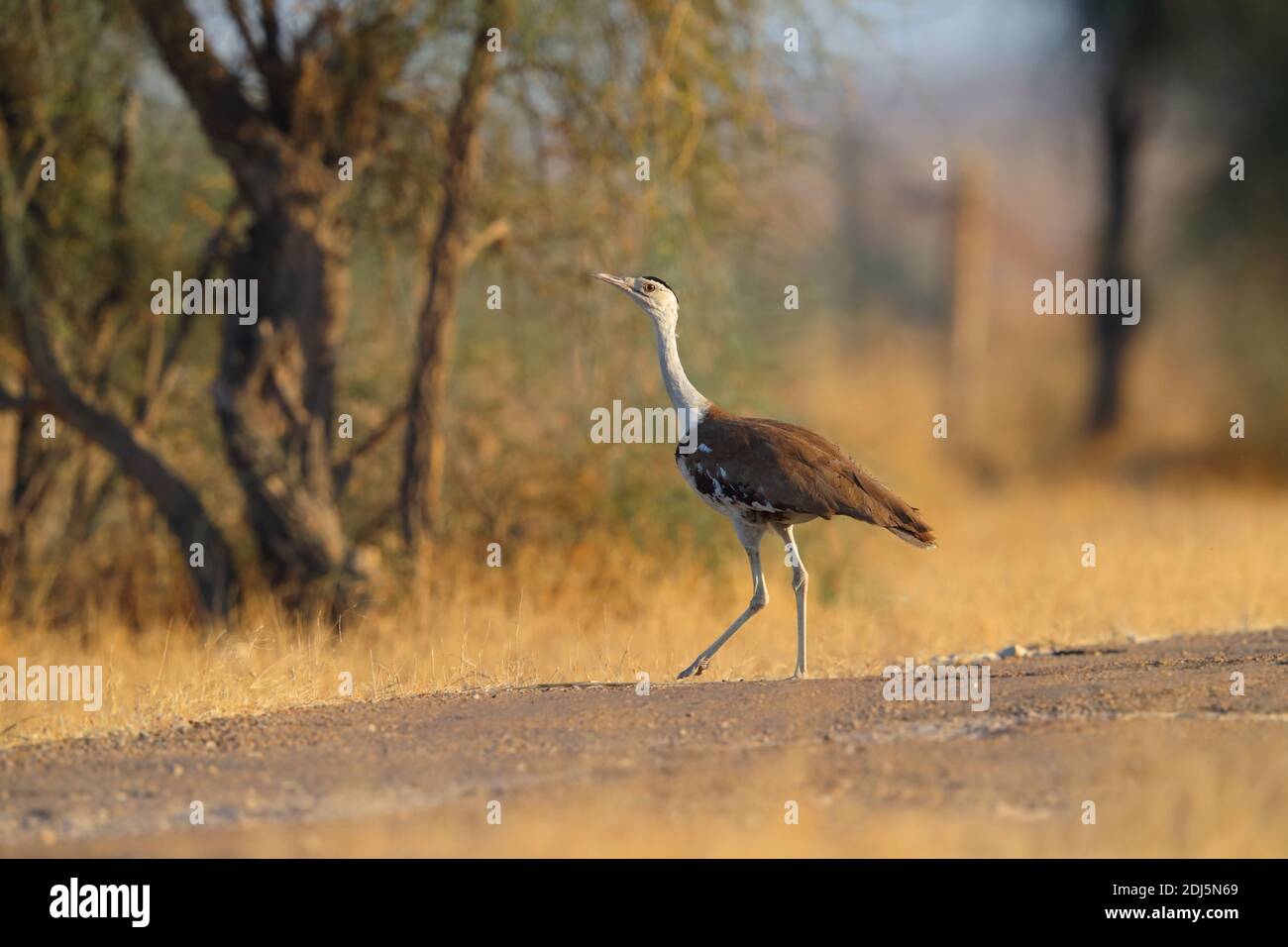 Un grand Bustard indien (Ardeotis nigriceps) en danger critique dans le parc national du désert, Rajasthan, Inde Banque D'Images