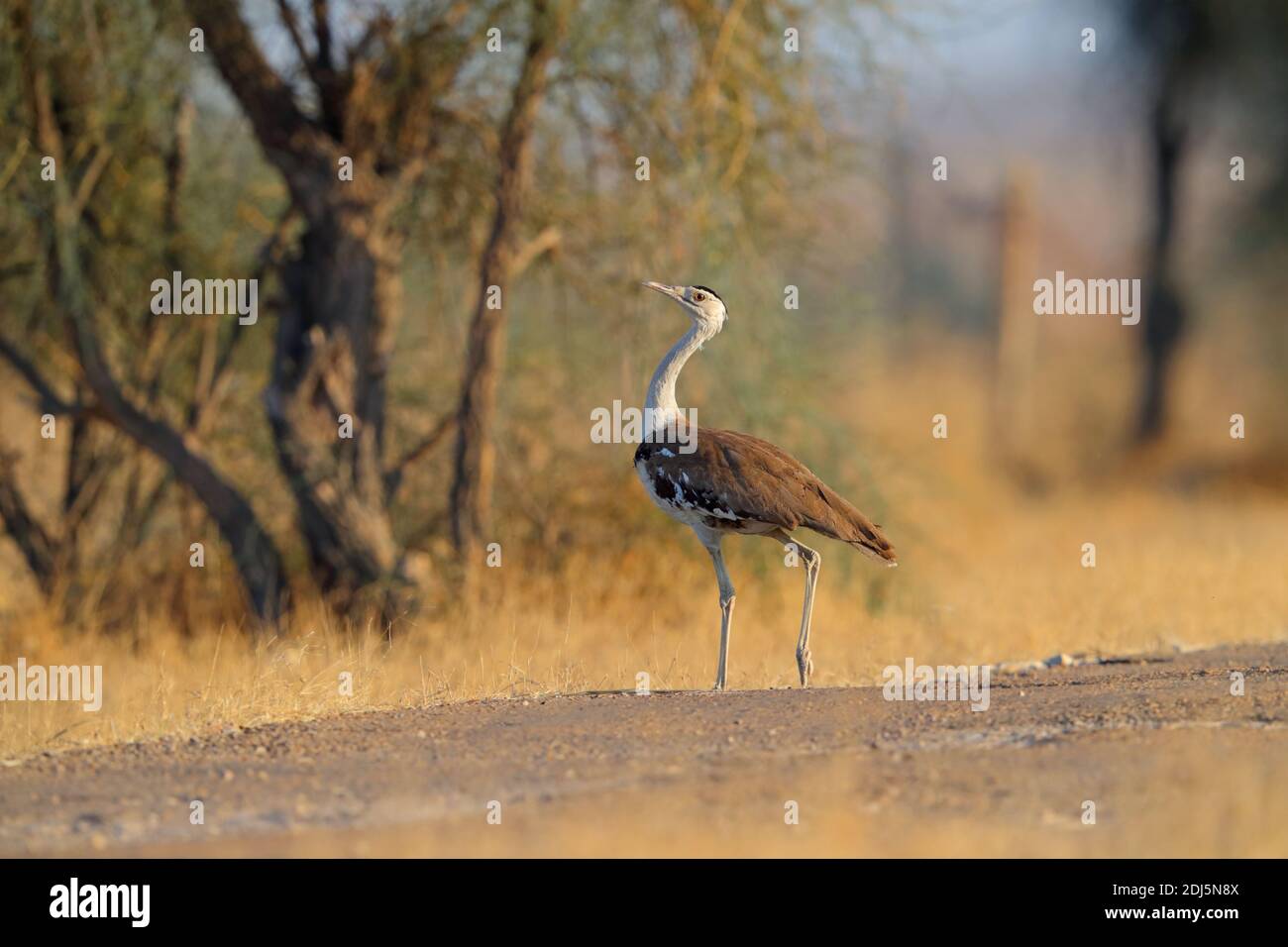 Un grand Bustard indien (Ardeotis nigriceps) en danger critique dans le parc national du désert, Rajasthan, Inde Banque D'Images