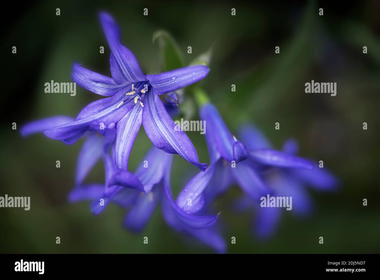 Gros plan sur Lavender Mountain Lily. Banque D'Images