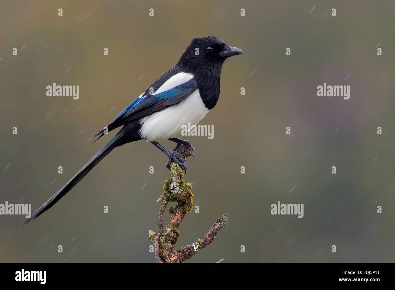 Magpie eurasienne (Pica pica), vue latérale d'un adulte perché sur une branche, Campanie, Italie Banque D'Images
