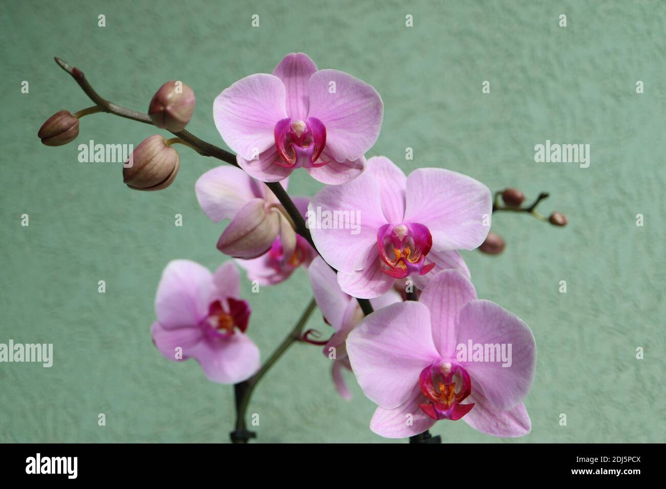 Orchidée rose avec des pétales délicats et un fond de mur vert, rose fleurs d'orchidées avec bourgeons macro, beauté dans la nature, fleurs exotiques, macro photographie, st Banque D'Images