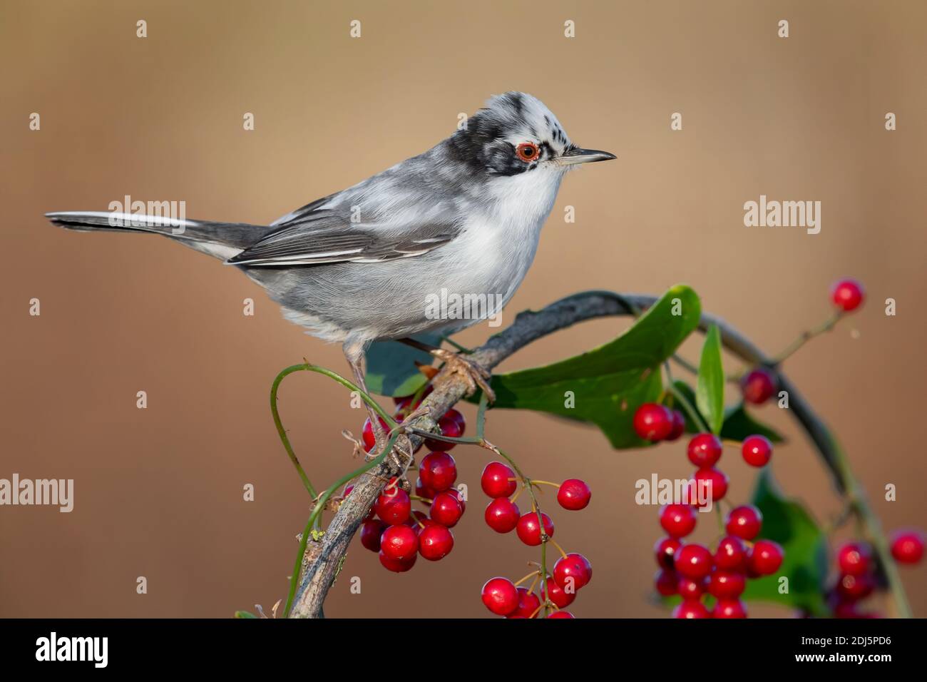 Paruline sarde (Sylvia melanocephala), vue latérale d'un homme adulte perché sur un Smilax commun aux baies, Campanie, Italie Banque D'Images