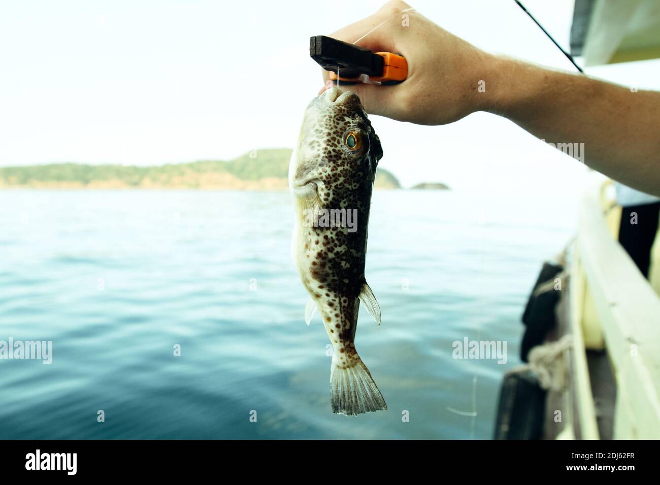 Puffer (poisson Fugu) capturé pendant la pêche dans le golfe de Thaïlande. Banque D'Images