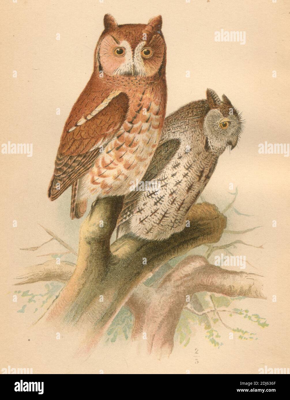 Plaque 23, The Screech Owl - Chromolithographiée plaque de 1893 livre 'The Hawks and Owl of the United States in thear to Agriculture' Banque D'Images