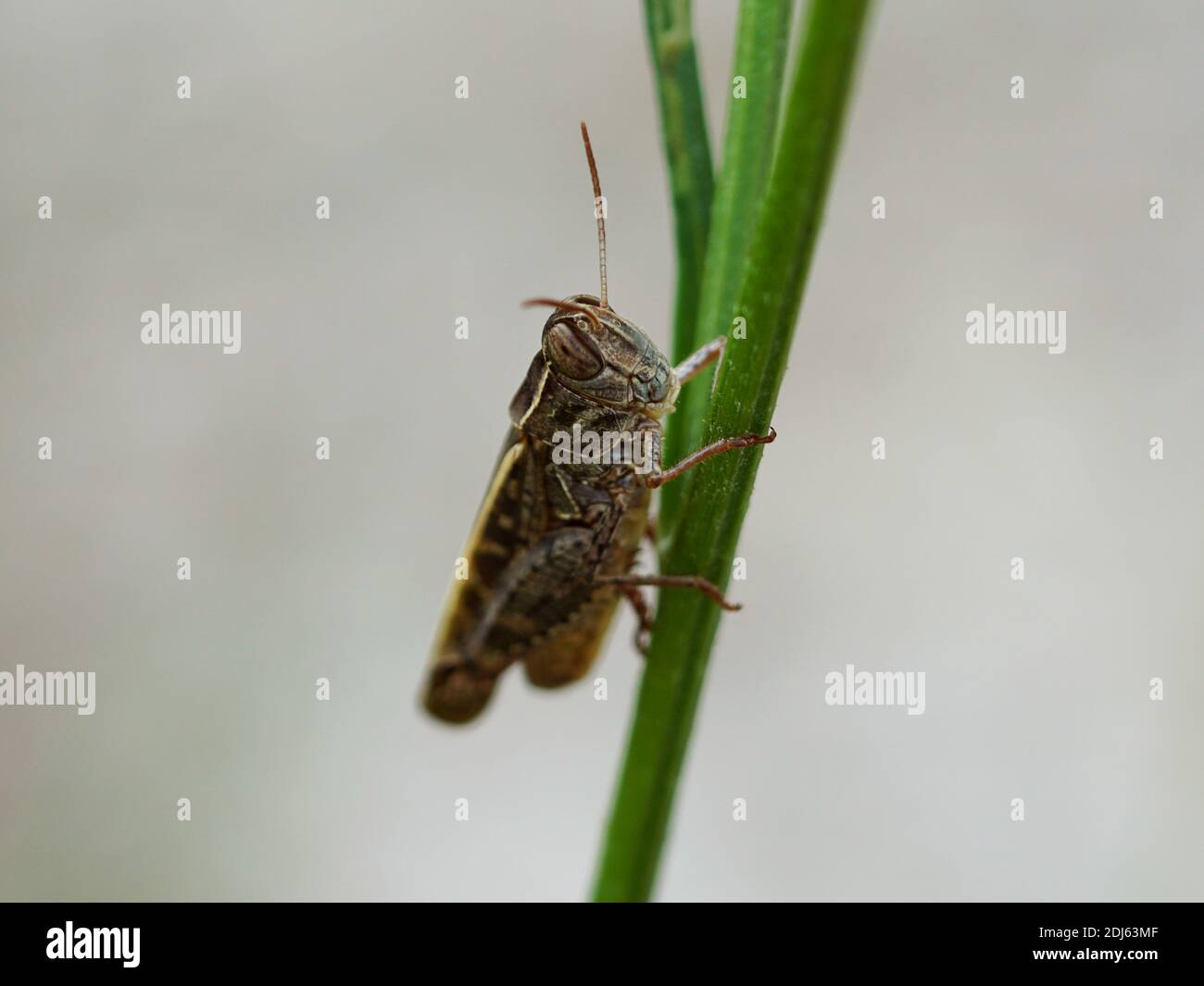 Gros plan d'une sauterelle sur l'herbe Banque D'Images