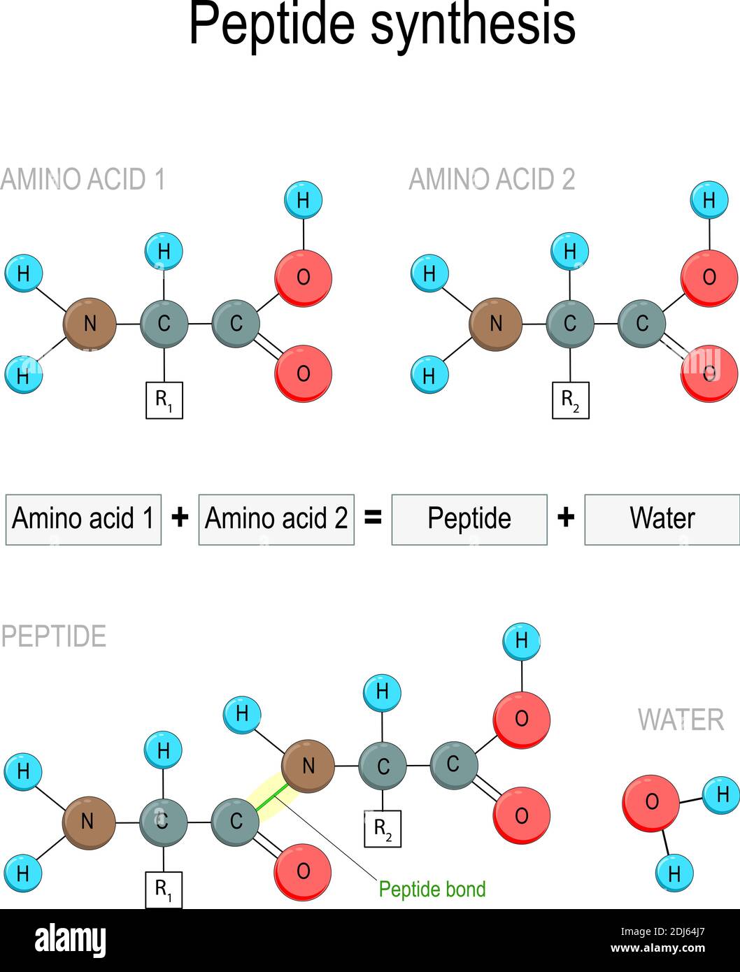 Synthèse peptidique. Deux acides aminés combinés en un peptide pour former une molécule d'eau et une liaison peptidique. Illustration vectorielle à usage médical Illustration de Vecteur