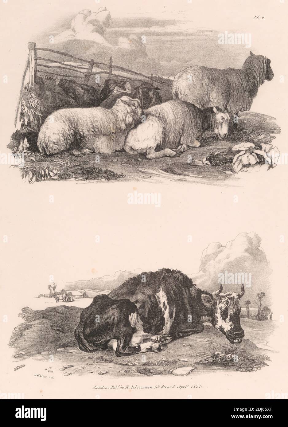 Untitled Images of Livestock, planche 6, imprimé par Henry Walter, 1786–1849, British, publié par Rudolf Ackermann, 1764–1834, British, 1824, Lithographie sur papier de vélin moyen, légèrement texturé Banque D'Images