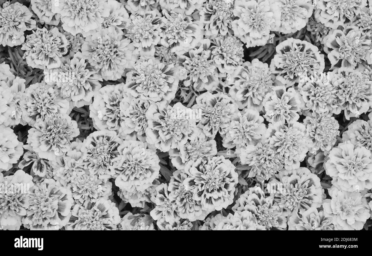 Bonjour été. Fond de lit fleuri Marigold. Floraison d'été. Fleuriste. Fête de la journée pour femme. Vacances d'été. Allergie au pollen. Profitez de la fleur d'été. Banque D'Images