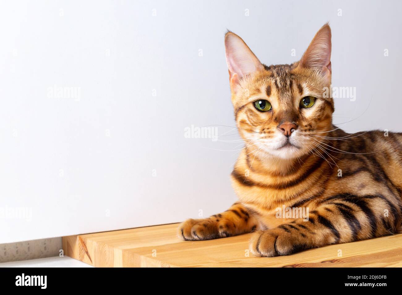 Incroyable chat bengale reposant sur une table. Chat domestique à pois unique. Copier l'espace sur le côté gauche. Banque D'Images