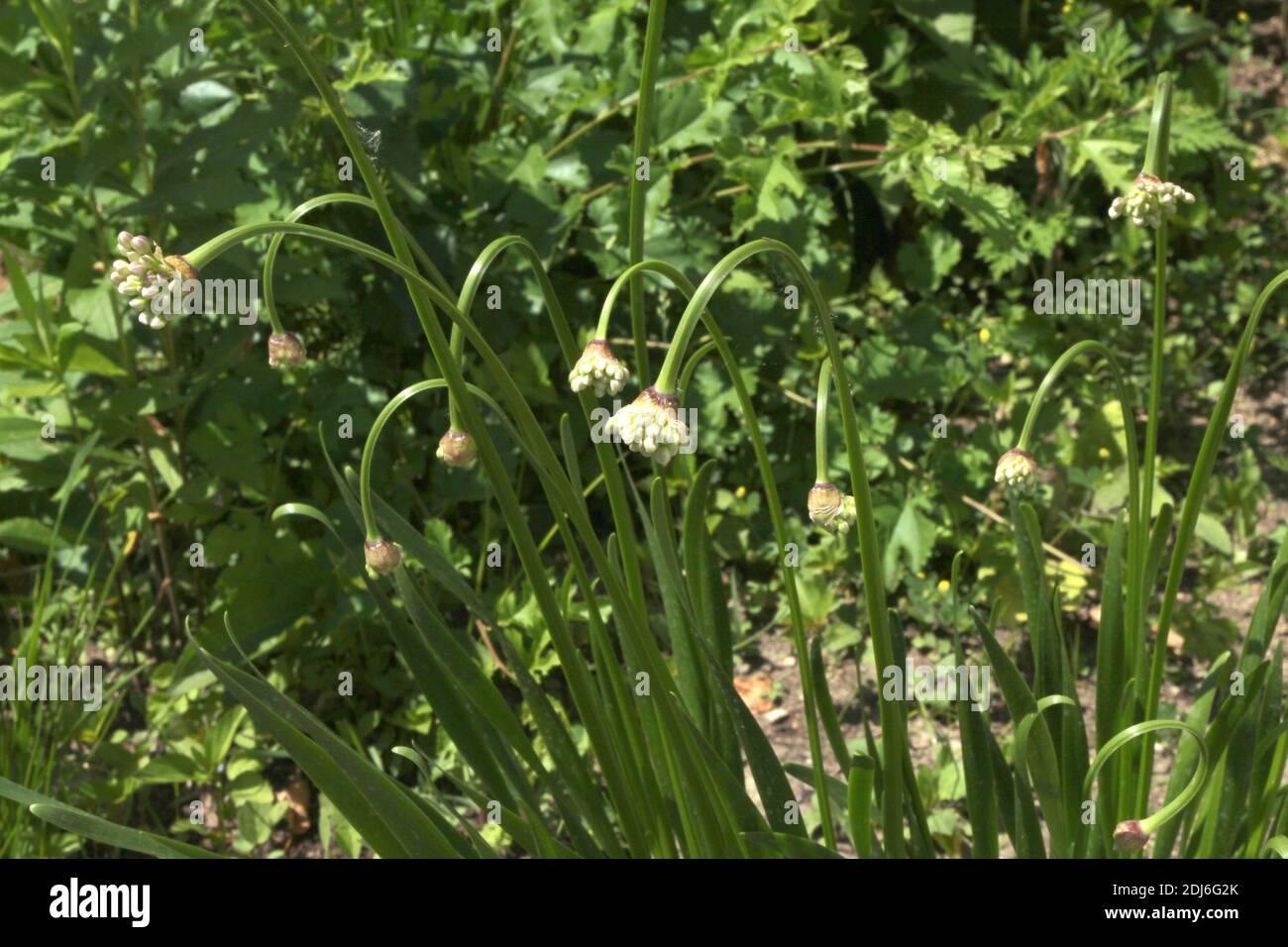 Hochement de tête des boutons de fleurs d'Allium qui poussent dans un jardin dans le Wisconsin, aux États-Unis Banque D'Images