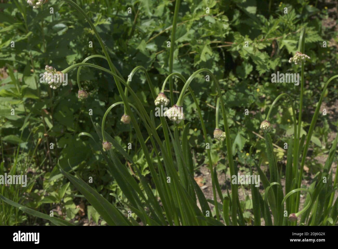 Hochement de tête des boutons de fleurs d'Allium qui poussent dans un jardin dans le Wisconsin, aux États-Unis Banque D'Images