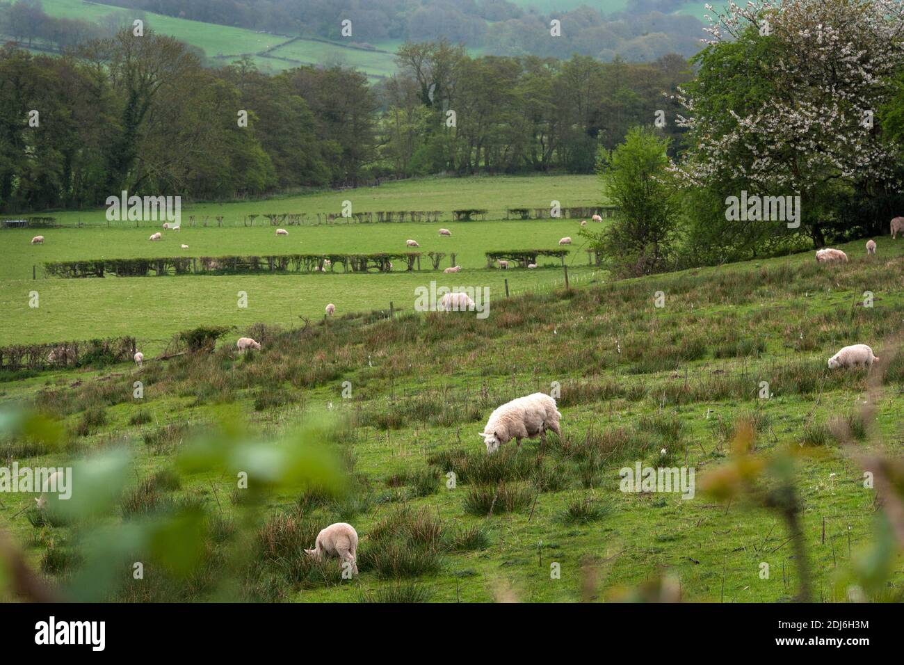 Région des montagnes noires du parc national de Brecon Beacons à Monbucshire, au sud-est du pays de Galles. Banque D'Images