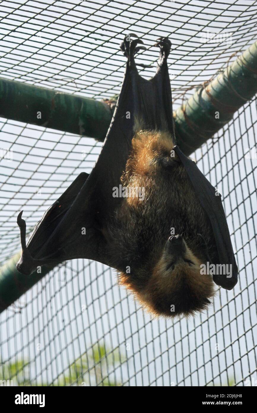 Chauve-souris de fruits mauricienne en captivité sur l'Ile aux Aigrettes, Maurice Banque D'Images