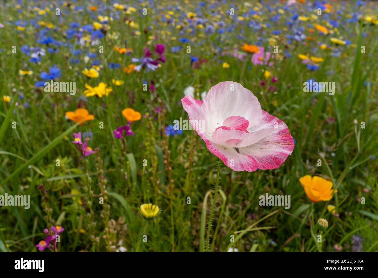 collection de fleurs sauvages dans un pré sous le soleil d'été Banque D'Images