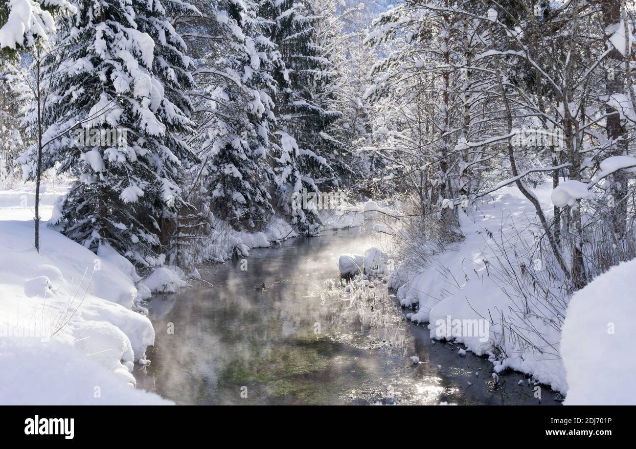 Paysage de montagne d'hiver avec rivière ou ruisseau. Arbres couverts de neige et de givre, canards sur l'eau, reflet du soleil dans l'eau. Vin ensoleillé Banque D'Images