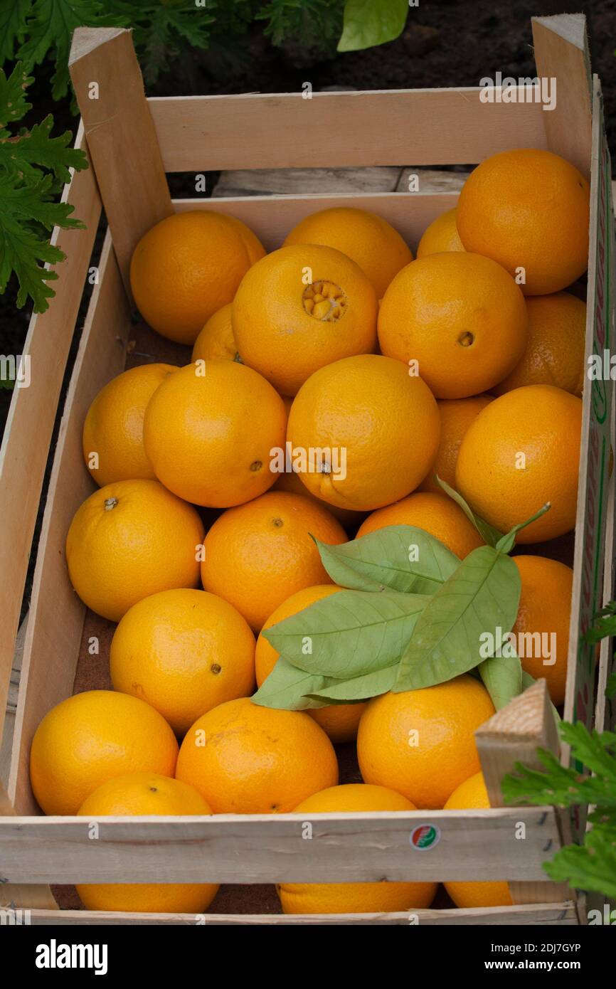 Oranges dans une caisse en bois. Source de vitamine C. Banque D'Images
