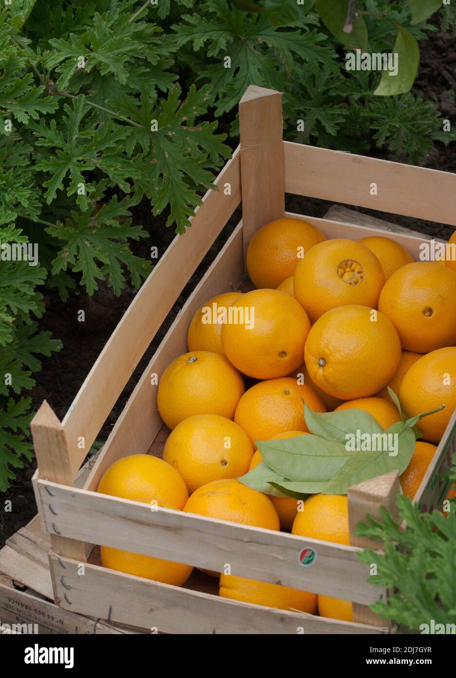 Oranges dans une caisse en bois. Source de vitamine C. Banque D'Images