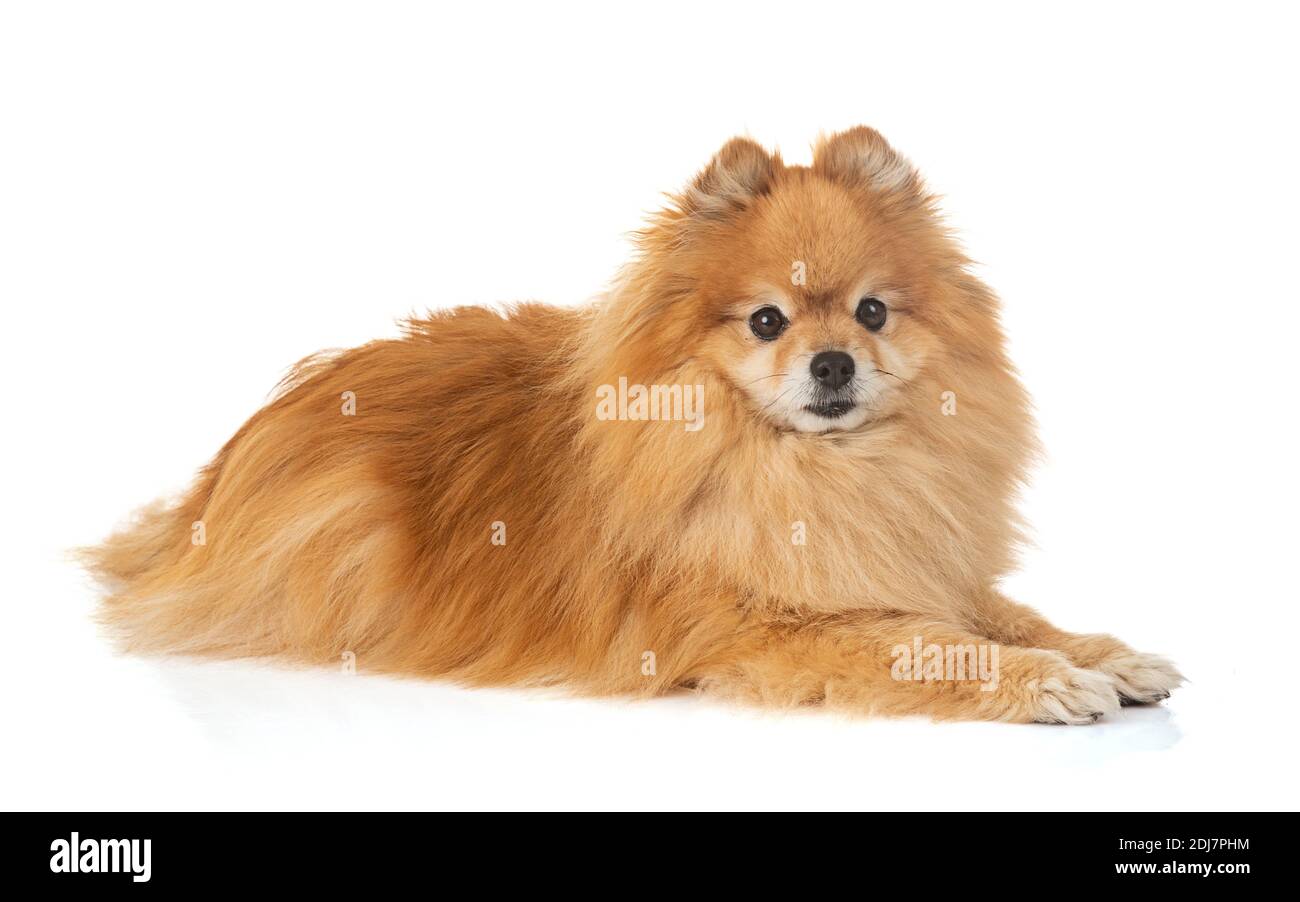 Jeune chien loulou de Pomerania spitz sur fond blanc Banque D'Images