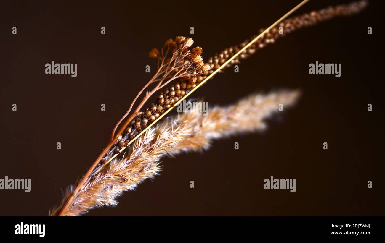 Roseaux secs isolés sur fond blanc. Résumé fleurs d'herbe sèches, herbes. Banque D'Images