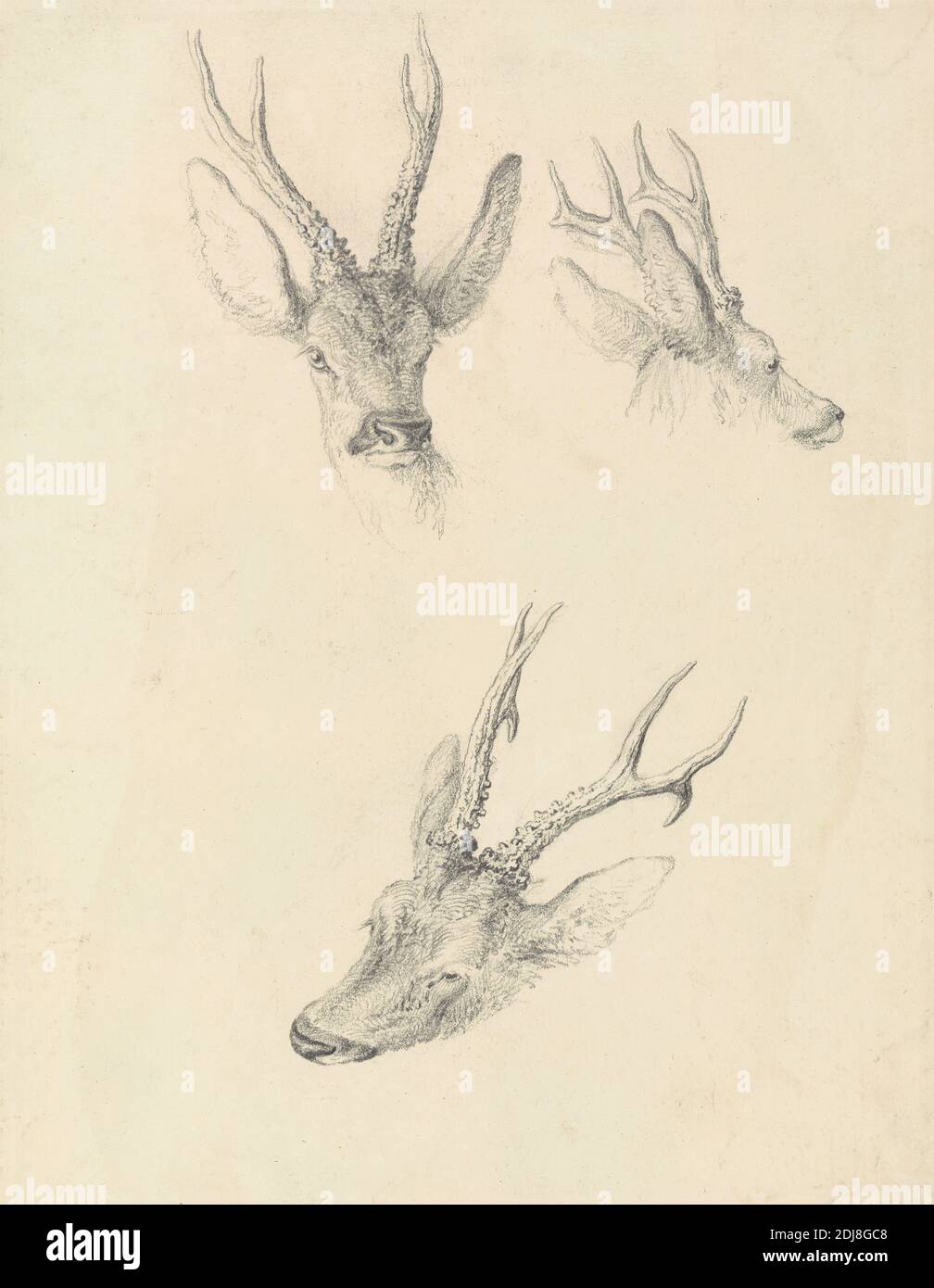 A Stag's Head: Trois études, Robert Hills, 1769–1844, britannique, non daté, fixateur de graphite et de gélatine sur papier de vélin modérément épais, modérément texturé, feuille: 9 1/2 x 7 3/8 pouces (24.1 x 18.7 cm), art animal, tête, cerf Banque D'Images