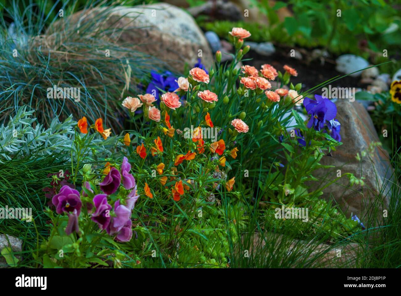 fleurs brillantes fleurir sur le lit de fleurs, idées de disposition de jardin de fleurs Banque D'Images