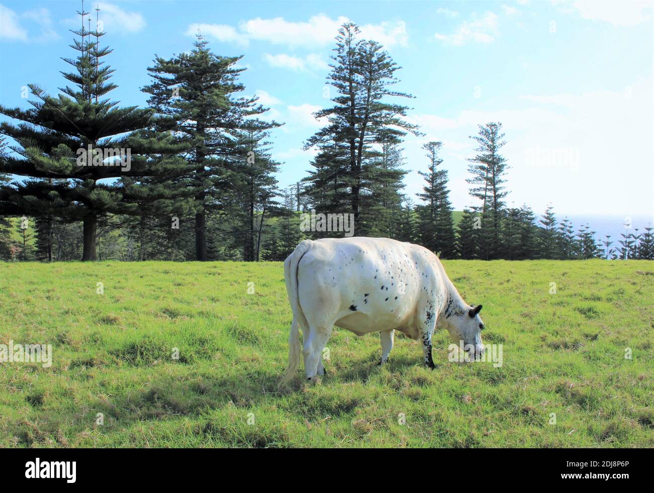 Île Norfolk. Une race de vache de Norfolk Blue qui broutage devant les pins endémiques de Norfolk Island (Araucaria heterophylla) Banque D'Images