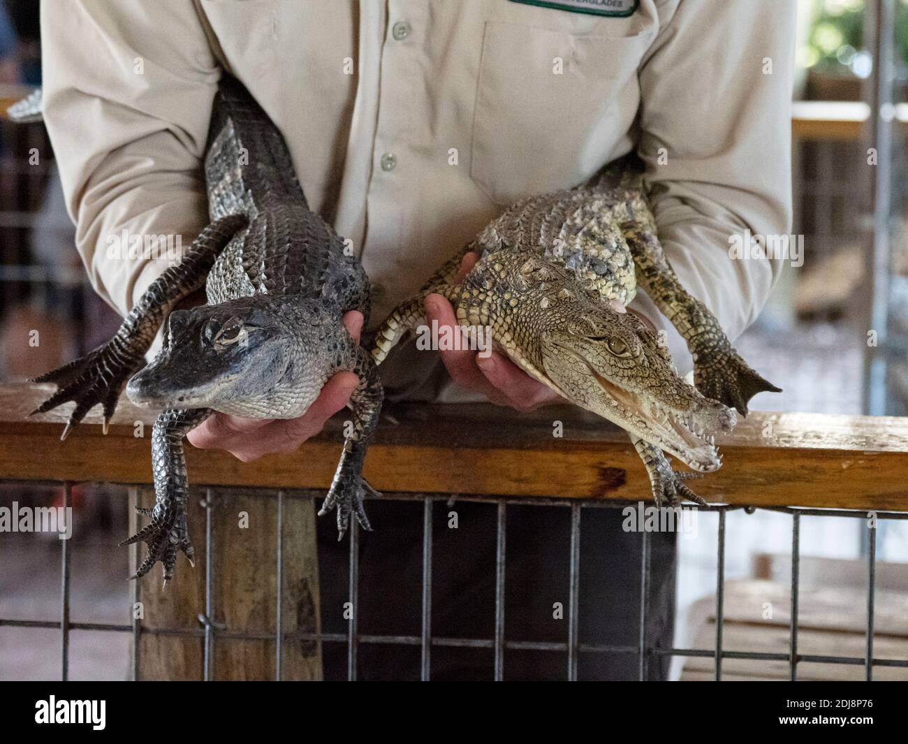Alligator américain captif, Alligator mississippiensis, gauche, et crocodile américain, Crocodylus acutus, Floride, États-Unis. Banque D'Images