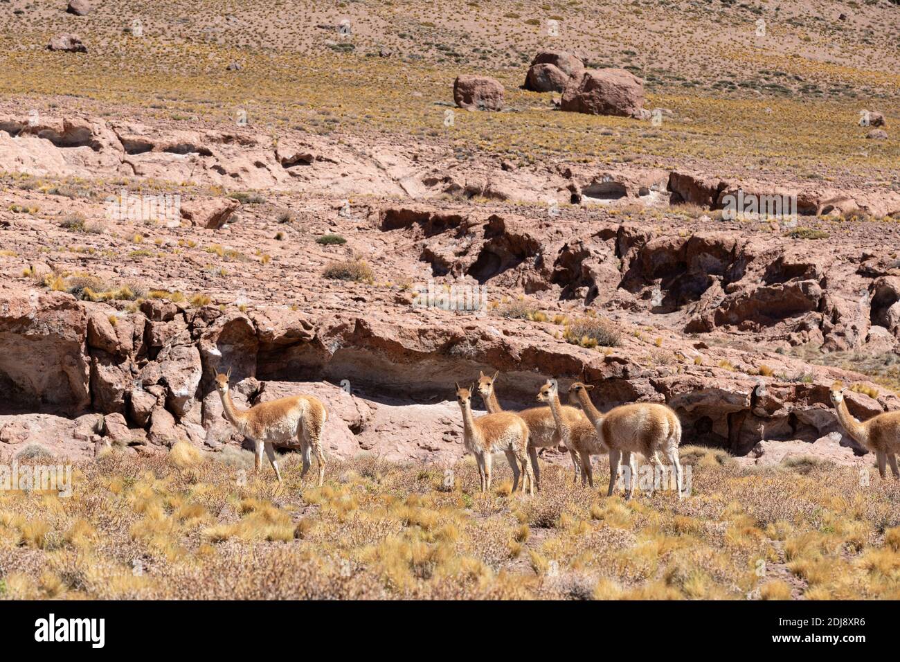 Vicuñas adultes, Vicugna vicugna, dans la zone volcanique centrale des Andes, région d'Antofagasta, Chili. Banque D'Images
