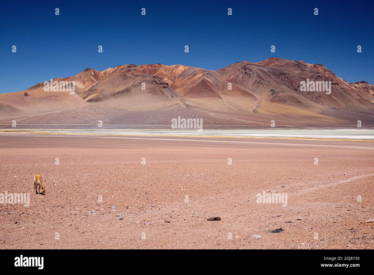 Vigogne adulte, Vicugna vicugna, dans la zone volcanique centrale des Andes, région d'Antofagasta, Chili. Banque D'Images