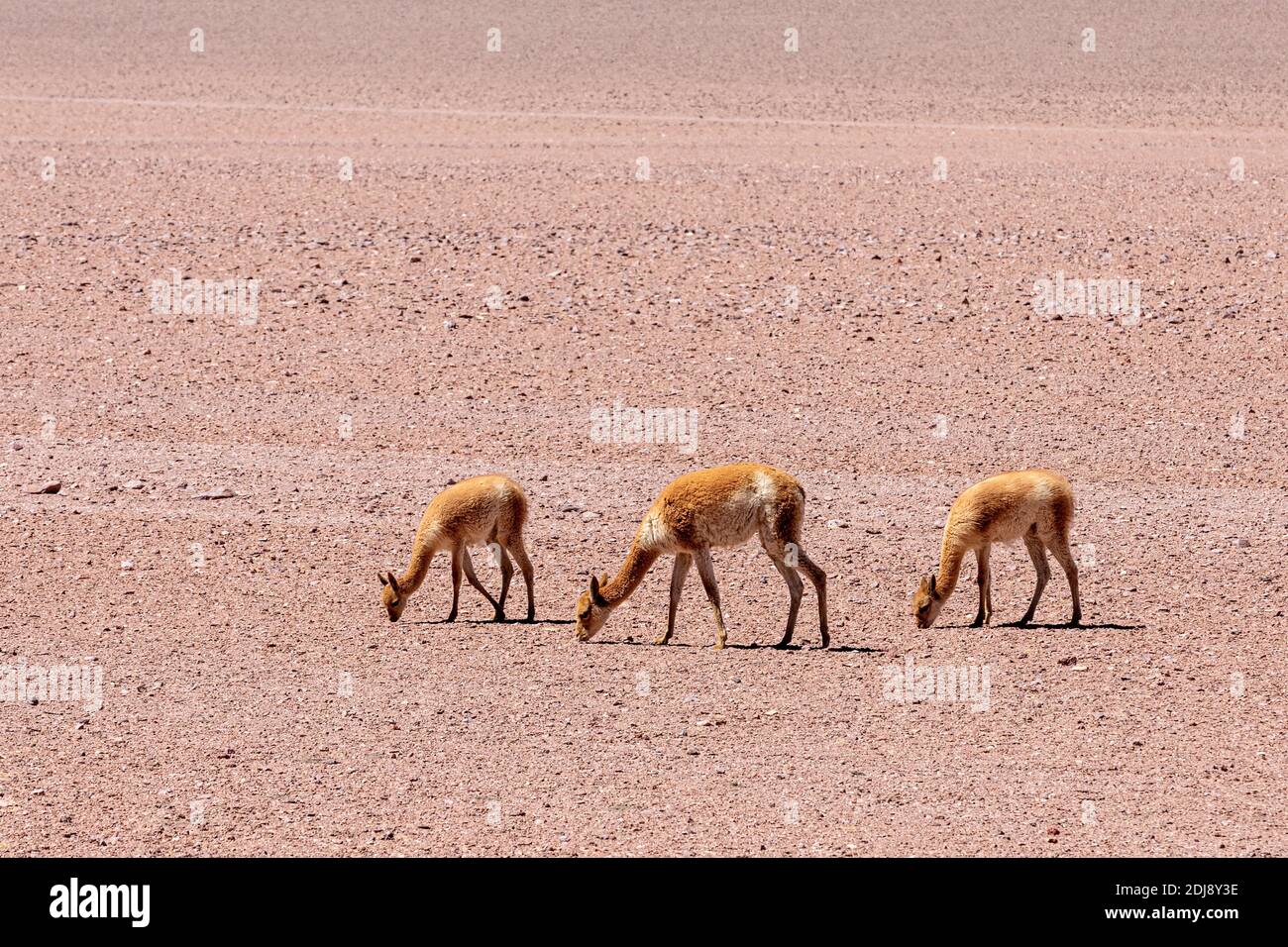 Vicuñas adultes, Vicugna vicugna, dans la zone volcanique centrale des Andes, région d'Antofagasta, Chili. Banque D'Images