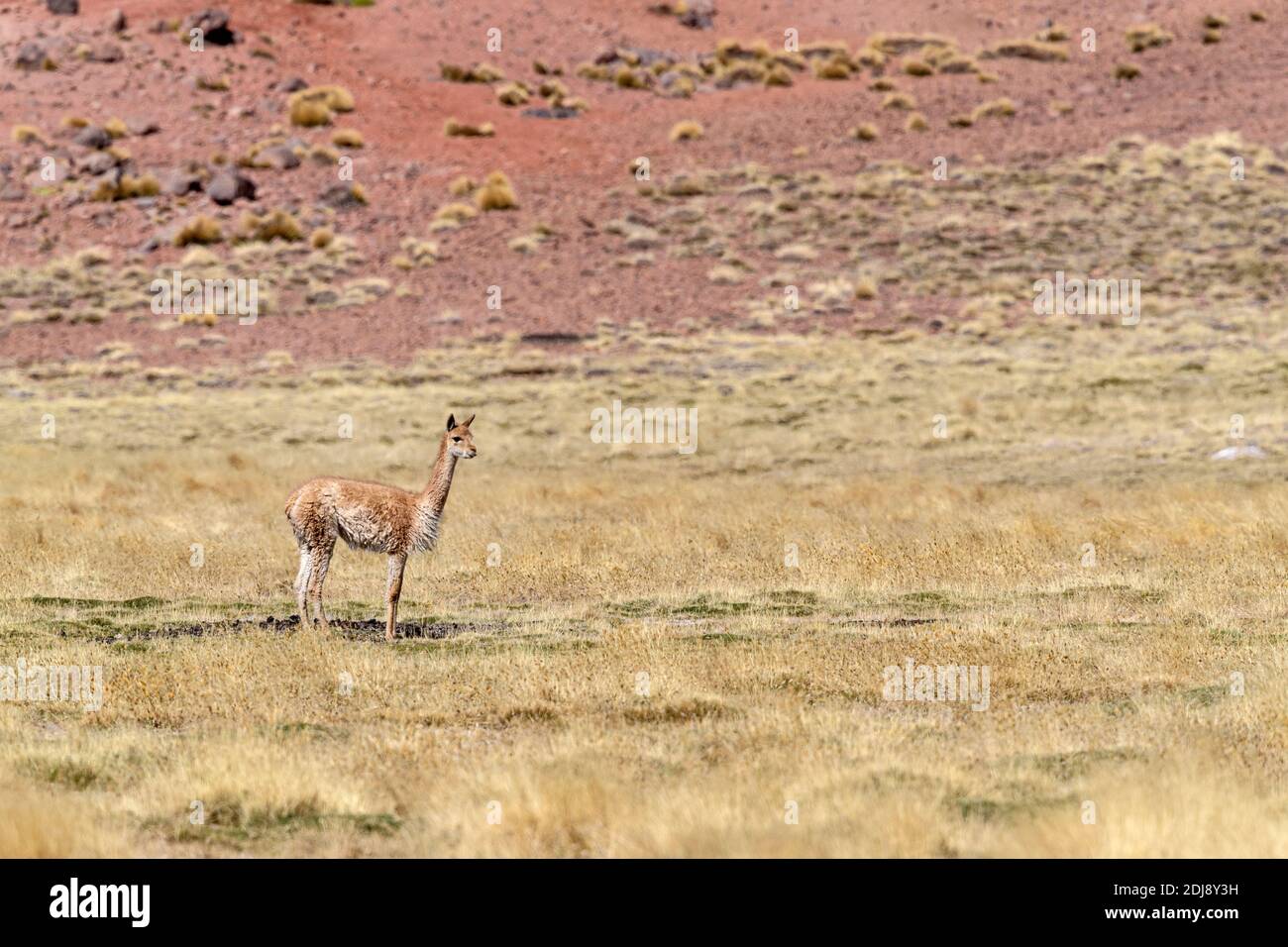 Vigogne adulte, Vicugna vicugna, dans la zone volcanique centrale des Andes, région d'Antofagasta, Chili. Banque D'Images