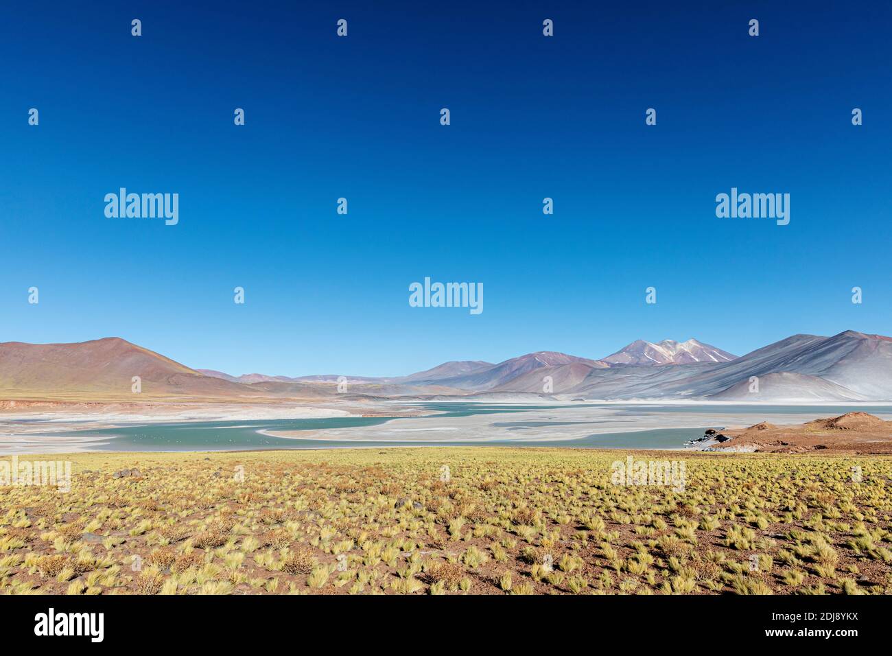 Salar de Aguas Calientes, Réserve nationale de Los Flamencos, région d'Antofagasta, Chili. Banque D'Images