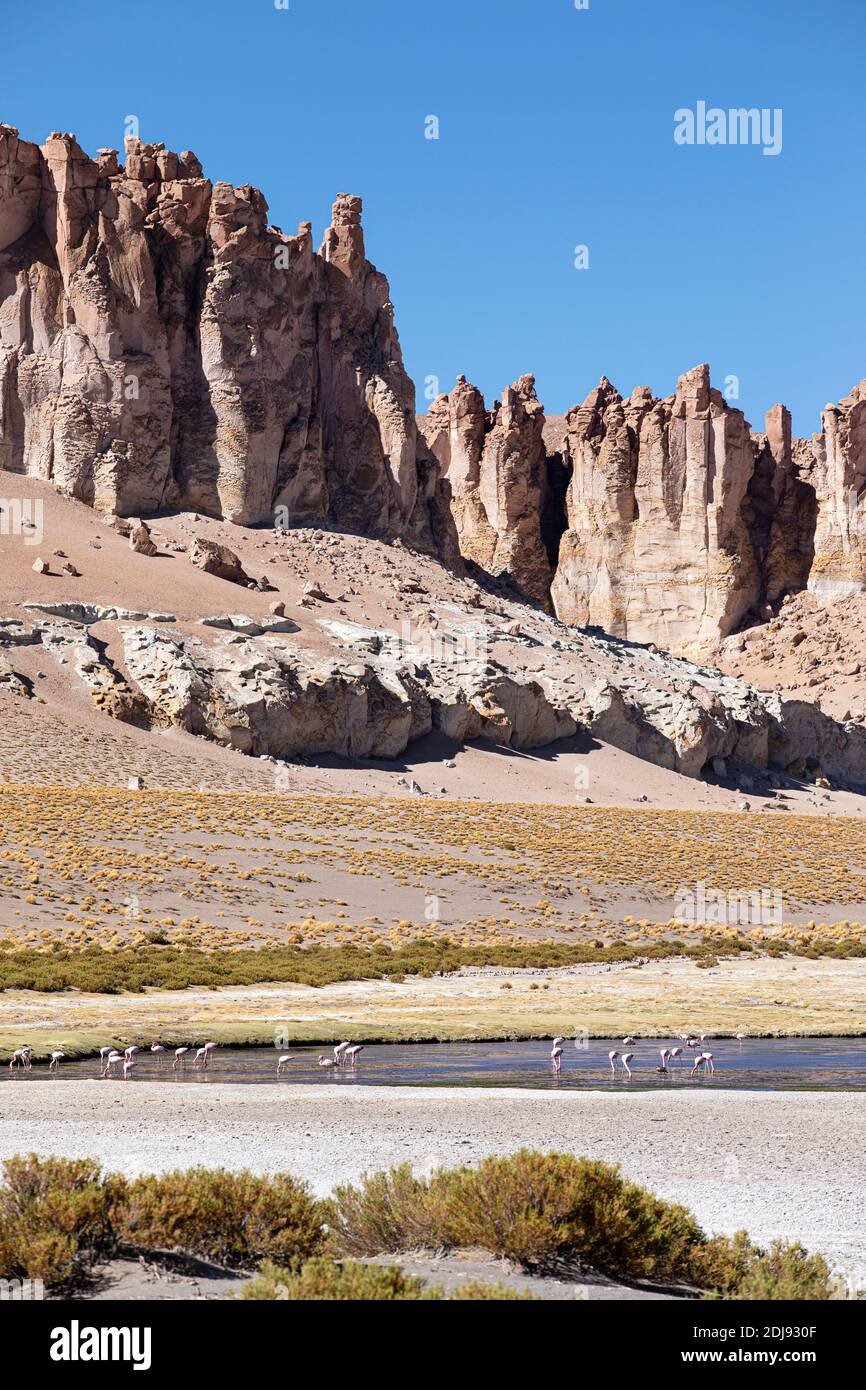 Flamangos de James, Phoenicarrus jamesi, Salar de Tara y Aguas Calientes I, Réserve nationale de Los Flamencos, Chili. Banque D'Images