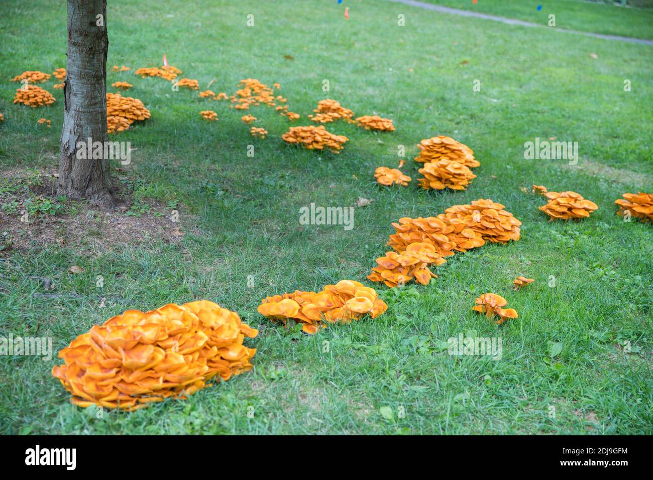 Omphalotus olearius.champignon toxique orange vif, champignon. Bioluminescent. Beaux champignons - image Banque D'Images