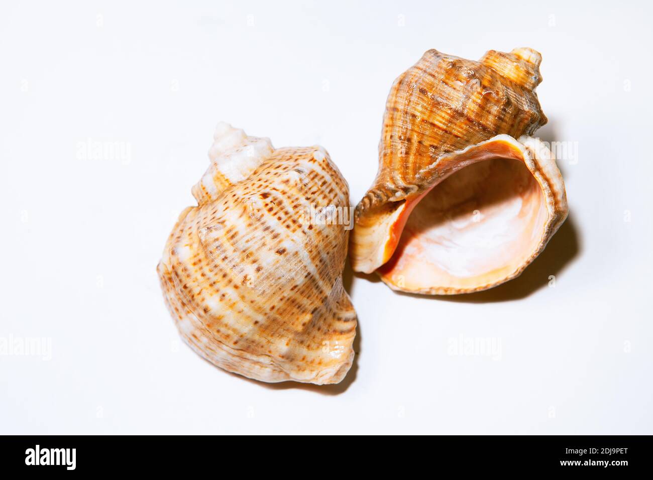 Mollusques gastéropodes marins de Rapana . Conch sur fond blanc , studio tourné Banque D'Images