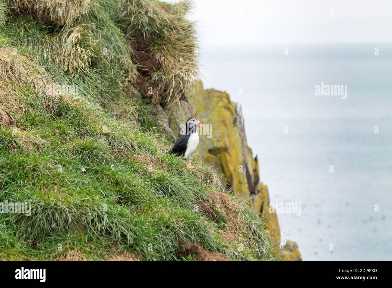 Macareux moine de Borgarfjordur fjord, est de l'Islande. La faune de l'Islande. Macareux moine commun. Fratercula arctica Banque D'Images Macareux moine de Borgarfjordur fjord, est de l'Islande. La faune de l'Islande. Macareux moine commun. Fratercula arctica Banque D'Images